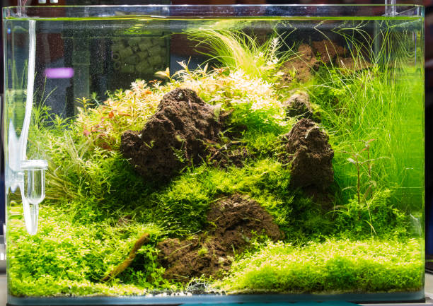 Daftar Peralatan Wajib untuk Membuat Aquascape di Akuarium